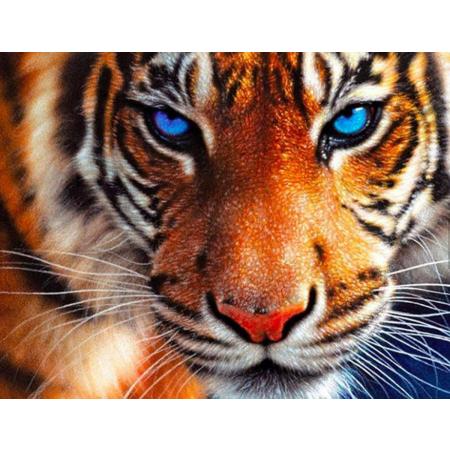 Diamond Painting - 25x35 cm - inclusief tools – tijger - tiger - hobby - vrije tijd - blauwe ogen - blue eyes - diamand schilderen op nummer